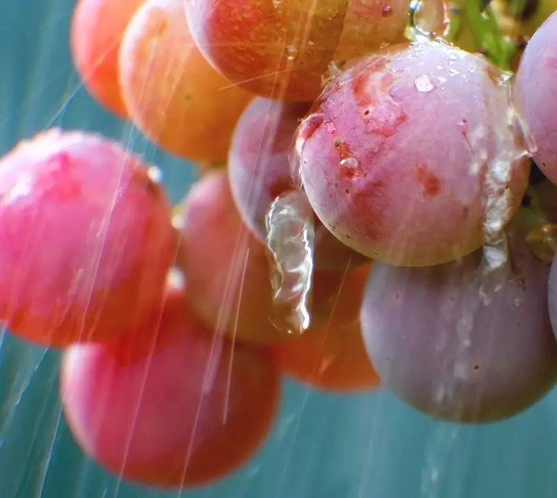 Vinification bio, biodynamie et nature - Image d'illustration