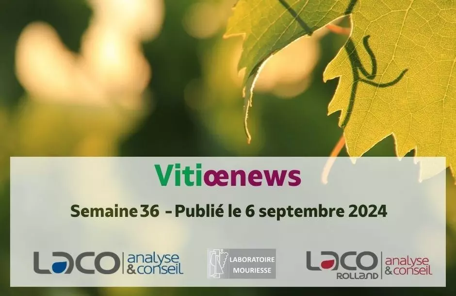 Vitiœnews semaine 36 - 2024