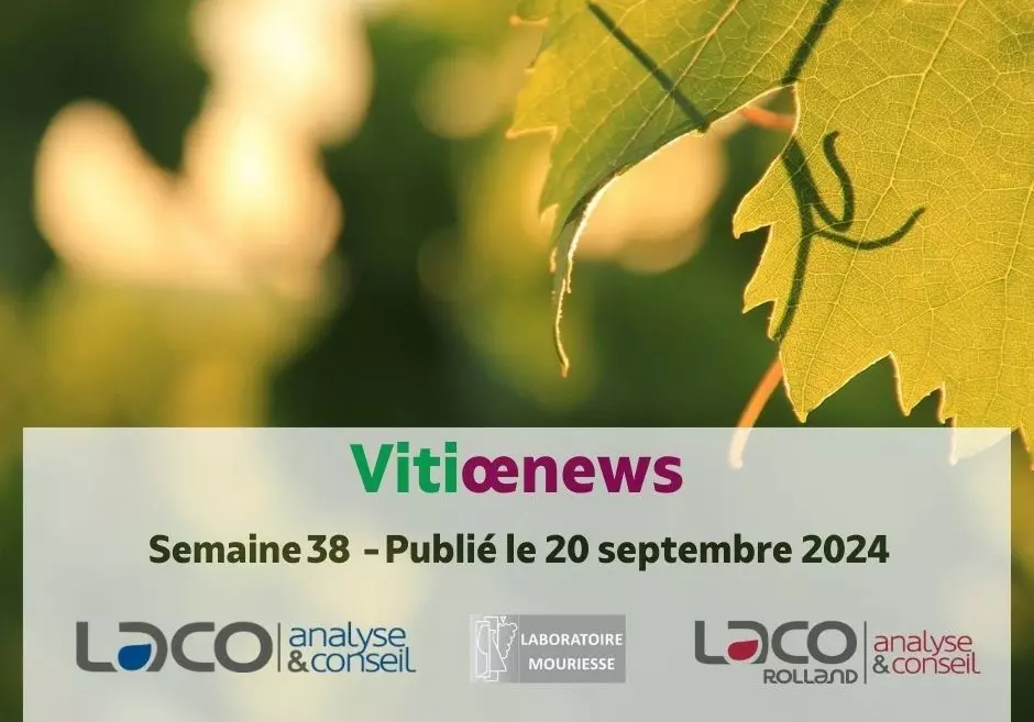 Vitiœnews semaine 38 - 2024